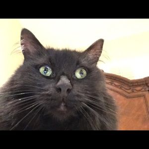 Meet your Posher, Lily